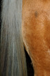 queue de cheval