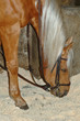 cheval