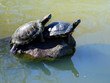 turtles sunbathing on the rock