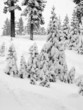 trees covered with snow