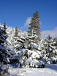 trees covered with snow