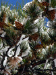 big pine cones