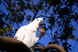 sulphur crested cockatoo - cacatua galerita