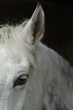cheval blanc
