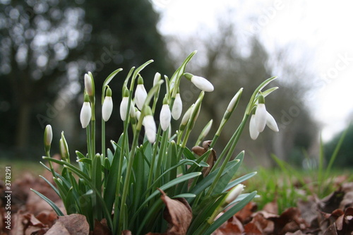 Photo: snowdrops snowdrops