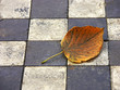 lonely dead leaf