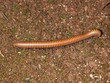 giant millipede