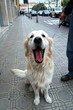 chien qui baille