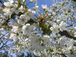 flowers of apple-tree3