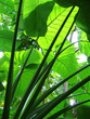 tropical exuberance