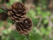 larch-cone