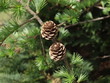 larch-cones2