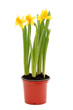 daffodils in pot