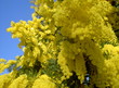 mimosas