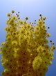 macro mimosas