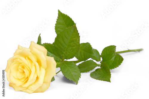 gelbe rose