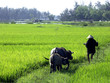 hoi an hoi an