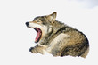 wolf in snow