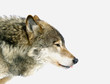 wolf head
