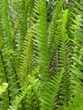 lombozat
