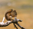 rothörnchen