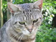 katze nahaufnahme