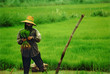 rice-field rice-field
