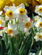 daffodils