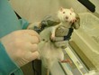 animal testing