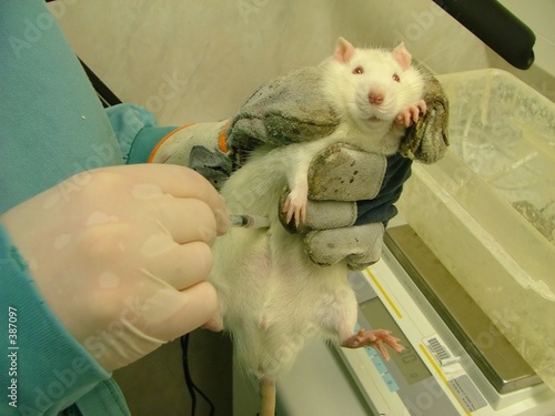 animal testing pictures. animal testing