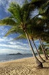 tropical beach and palms in australia tropical beach and palms in australia