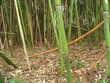fôret de bambou