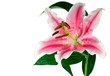 isolated lily isolated lily