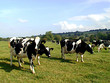 british cows