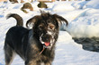 snow-dog