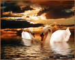 swans at sunset