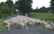 sheep country