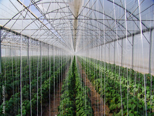 greenhouse greenhouse