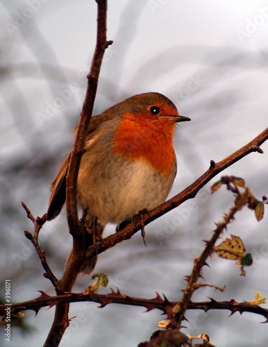 robin
