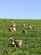 tea leaf pickers