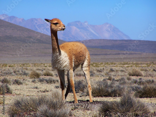 vicugna. peru