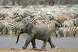baby elephant baby elephant