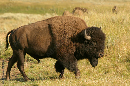 bison