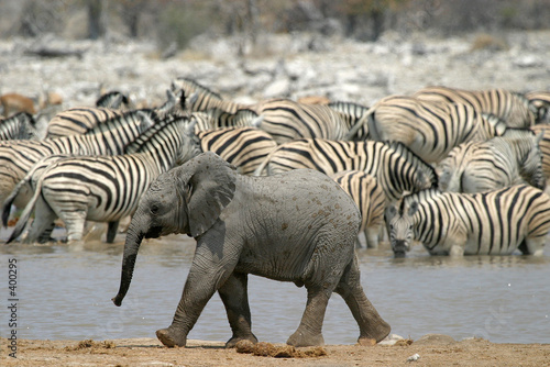 baby elephant