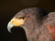 greifvogel