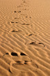trace de dromadaire trace de dromadaire