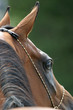 arabian horse