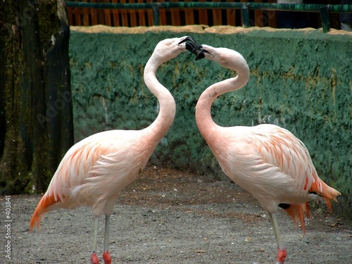 amour flamingo
