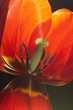 flame-coloured