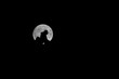 moon lovers